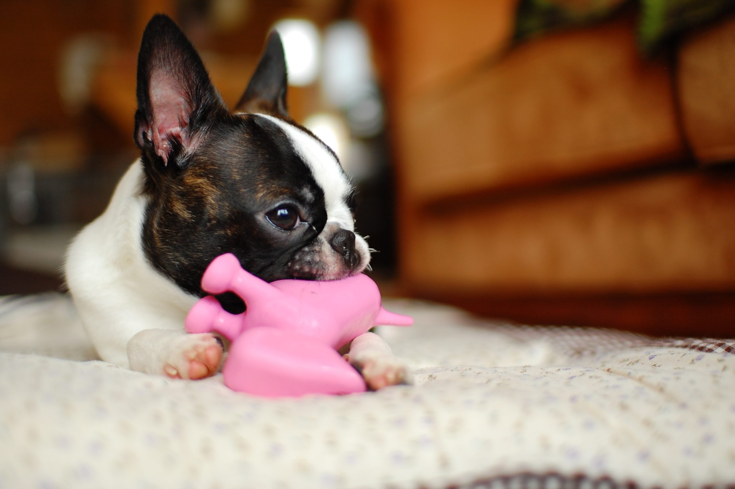 Puppy chewing