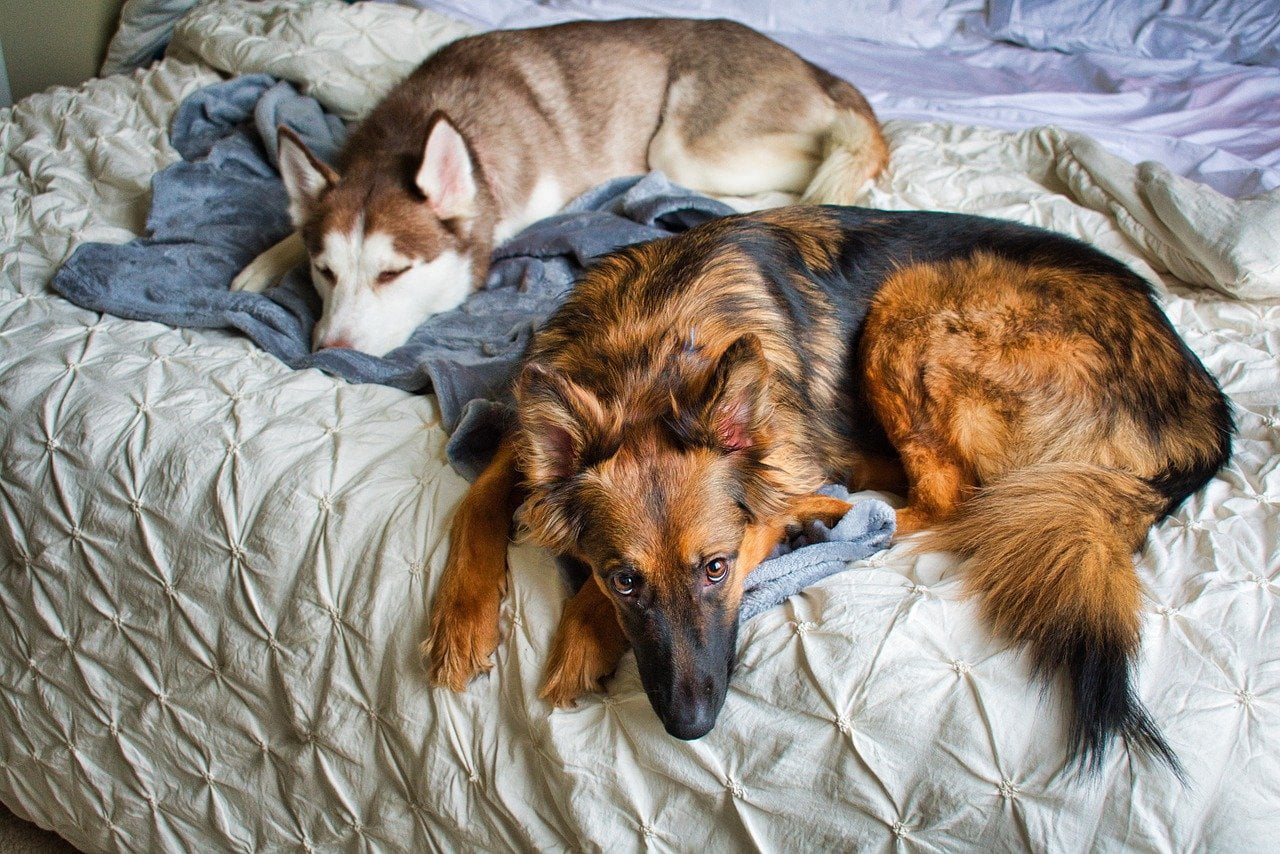 Dog Bunk Bed: Stackable Solutions For Saving Space in Your Home