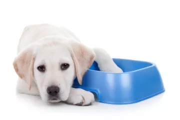 Top Dog Foods for Your Pet