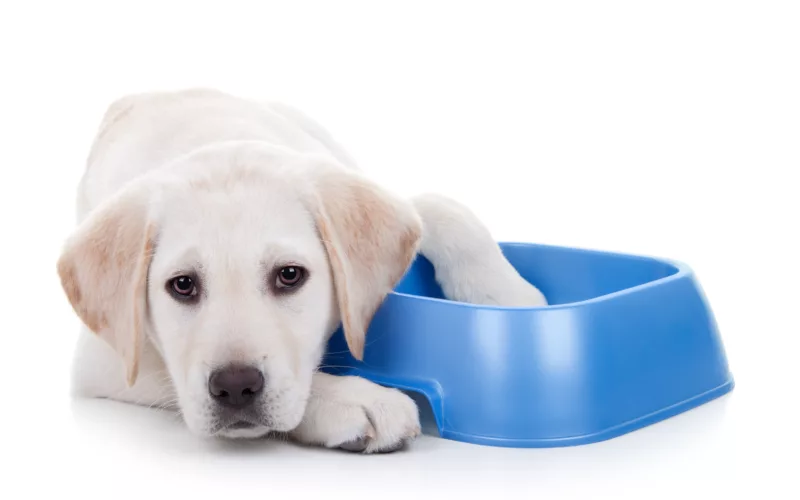 Top Dog Foods for Your Pet