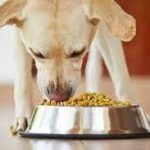Top 5 best dog foods