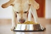 Top 5 Dog Foods for Your Pet