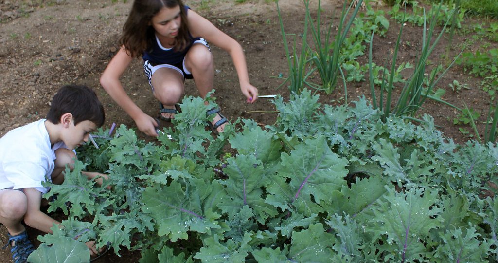 How To Cut Kale From Garden