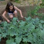 how to cut kale from garden
