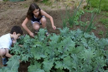How To Cut Kale From Garden
