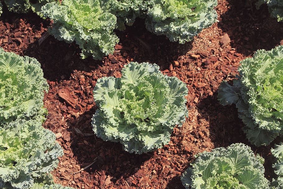 how to cut kale from garden