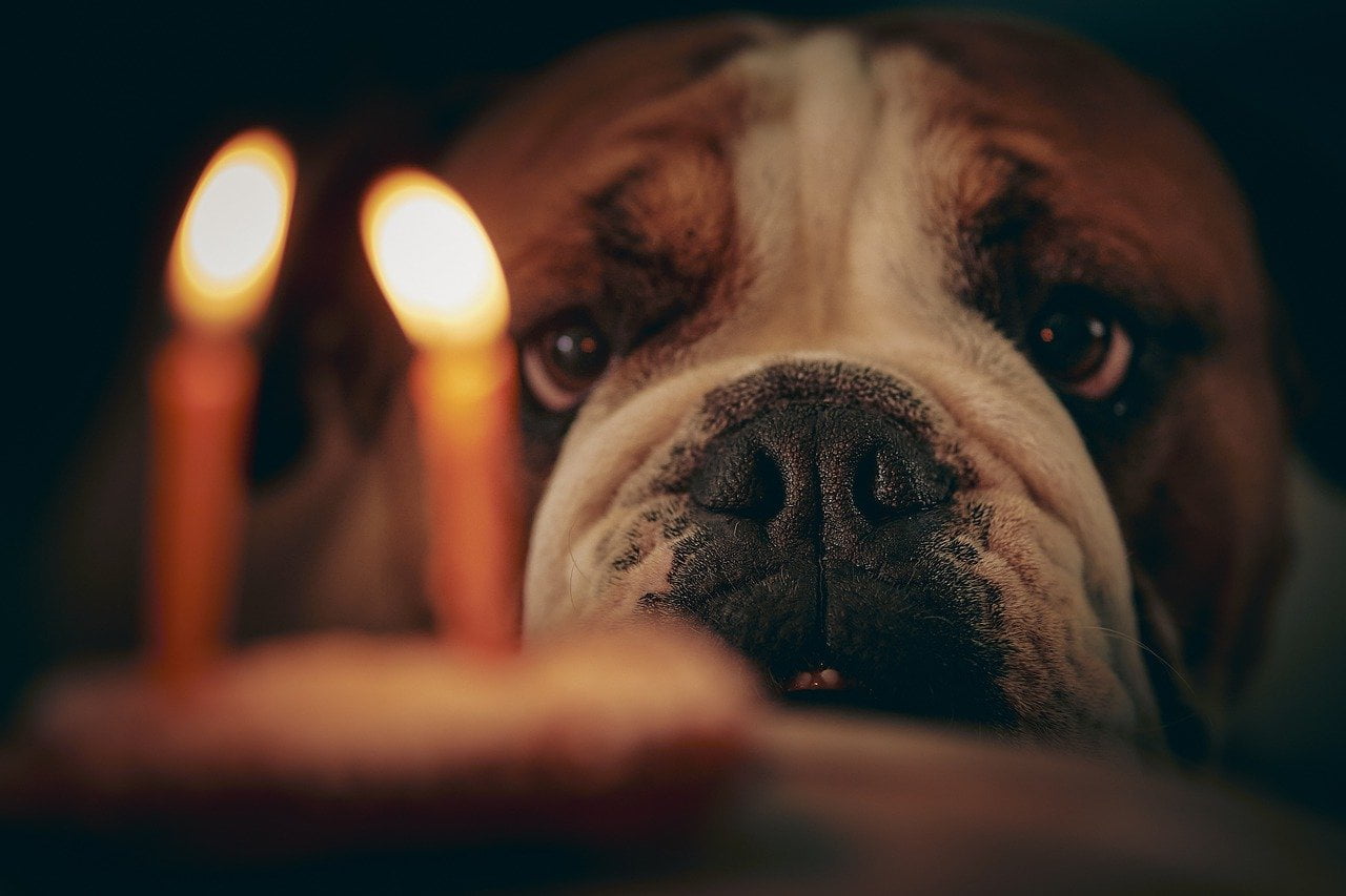 Candles that are safe for dogs