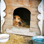 How to build a dog kennel