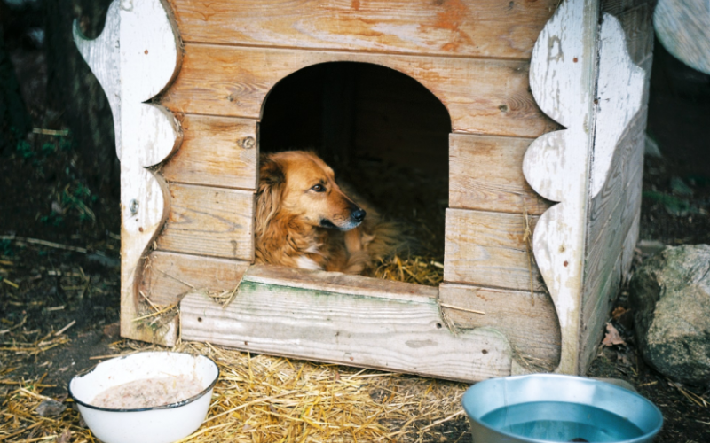 How to build a dog kennel