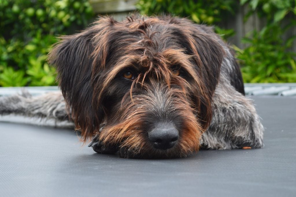 German Wirehaired Pointer​ - Sporting Group