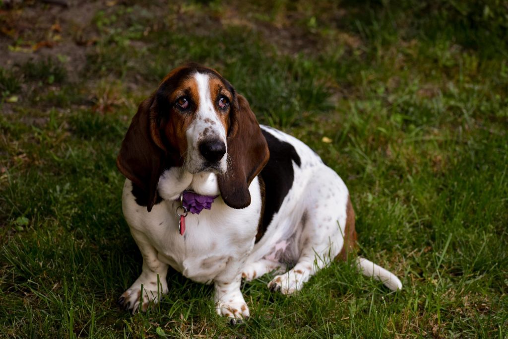 Basset Hound - Medium Sized Dogs