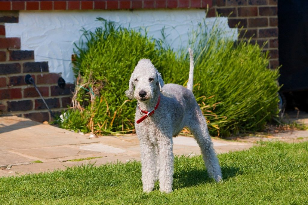 Bedlington Terrier - Small Dog Breed