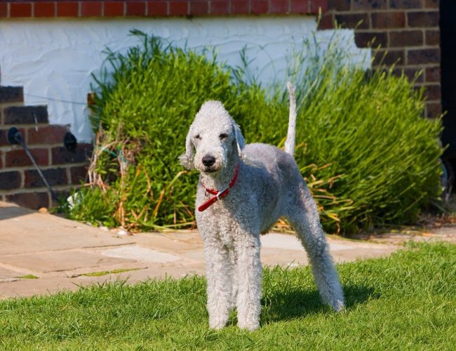 Bedlington Terrier - Small Dog Breed