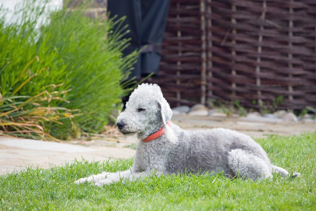 Bedlington Terrier​ - Terrier Group