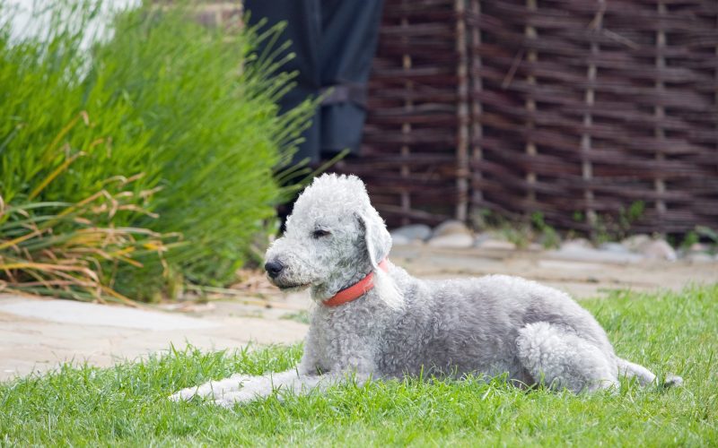 Bedlington Terrier​ - Terrier Group