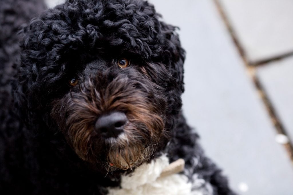 Portuguese Water Dog​ - Working Group