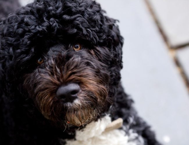 Portuguese Water Dog​ - Working Group