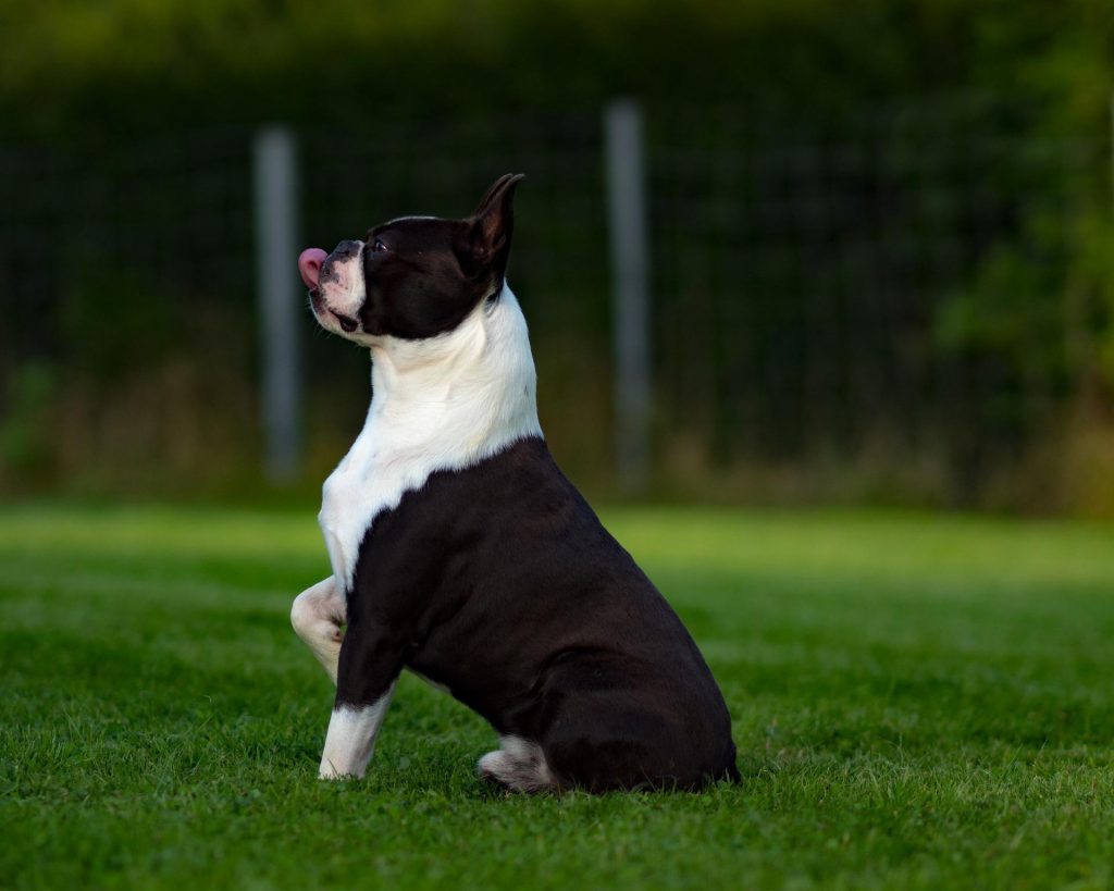 Boston Terrier - Small Dog Breed