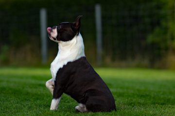 Boston Terrier - Small Dog Breed