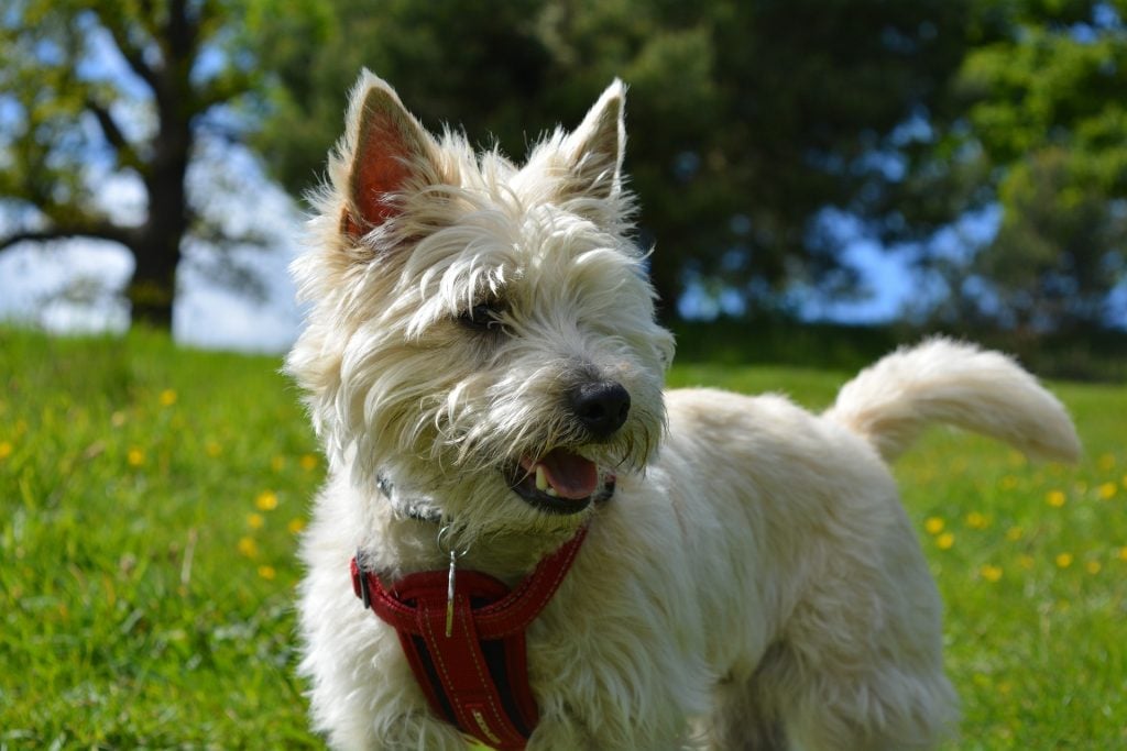 Cairn Terrier​ - Small Dog Breed