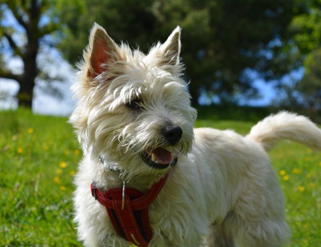 Cairn Terrier​ - Small Dog Breed