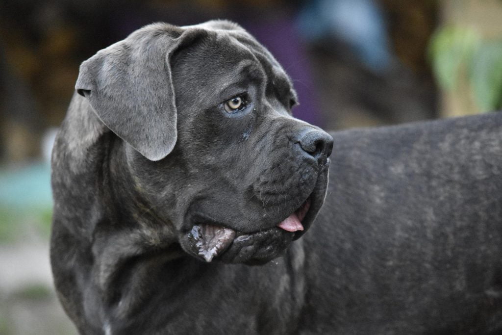 Cane Corso​ - Working Group