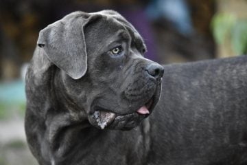 Cane Corso​ - Working Group