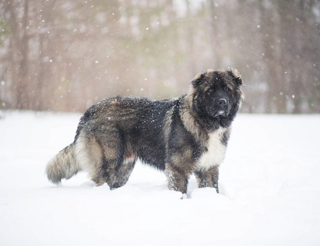 Caucasian Shepherd - Big Dog Breeds