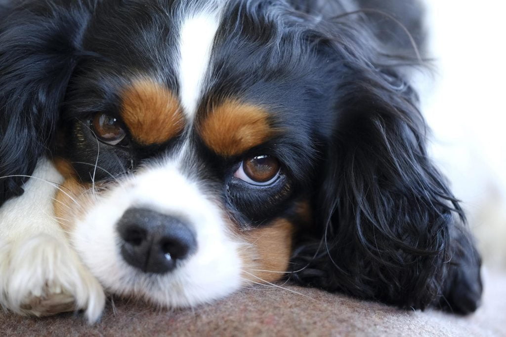 Cavalier King Charles Spaniel​ - Toy Group