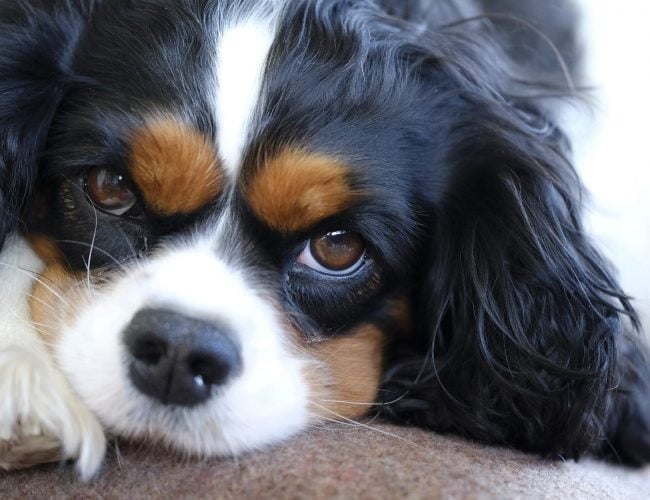 Cavalier King Charles Spaniel​ - Toy Group