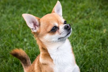Chihuahua​ - Small Dog Breed