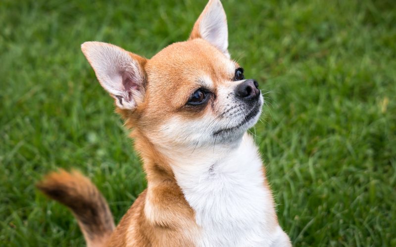 Chihuahua​ - Small Dog Breed