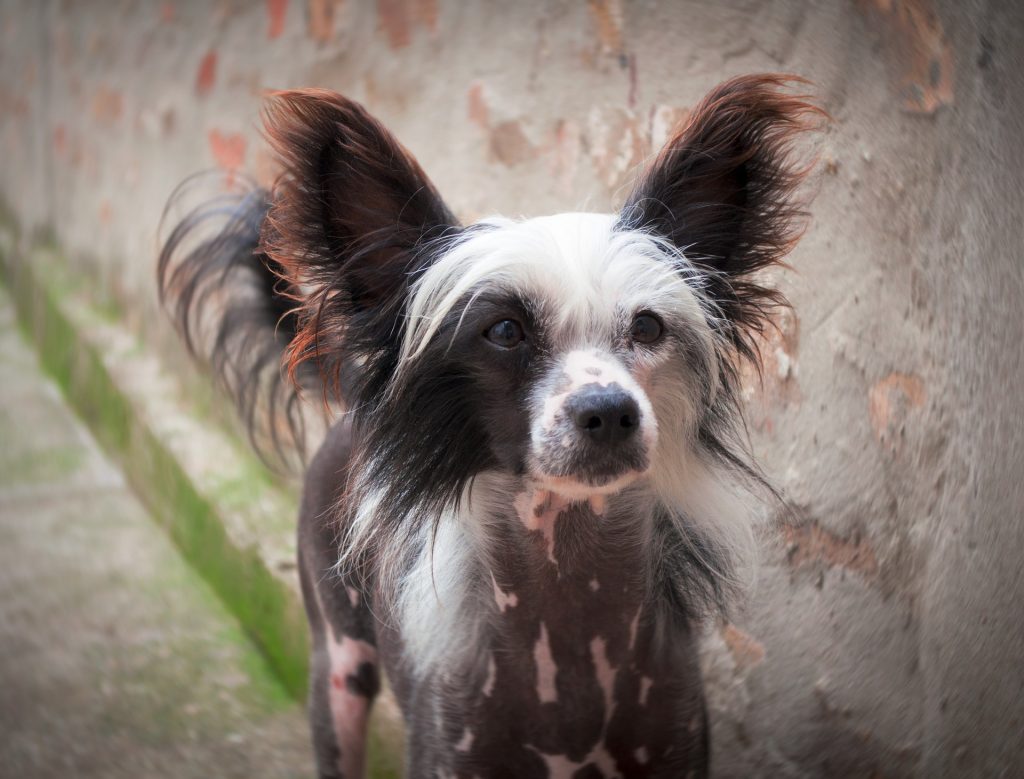 Chinese Crested - Small Dog Breed