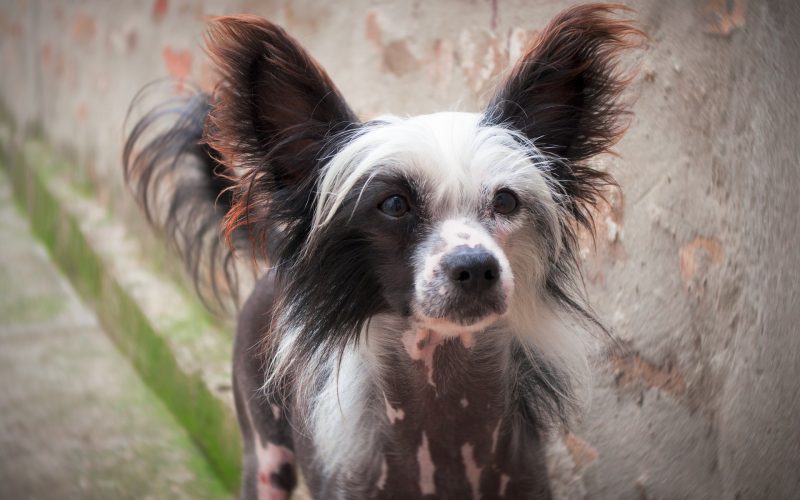 Chinese Crested - Small Dog Breed