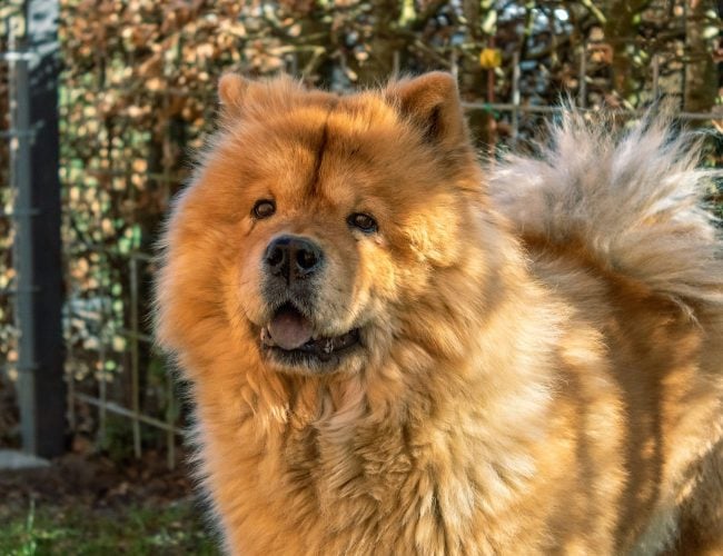 Chow Chow​ - Non-Sporting Group