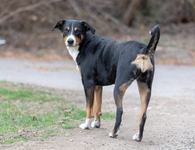 Entlebucher Mountain Dog​ - Medium Sized Dogs