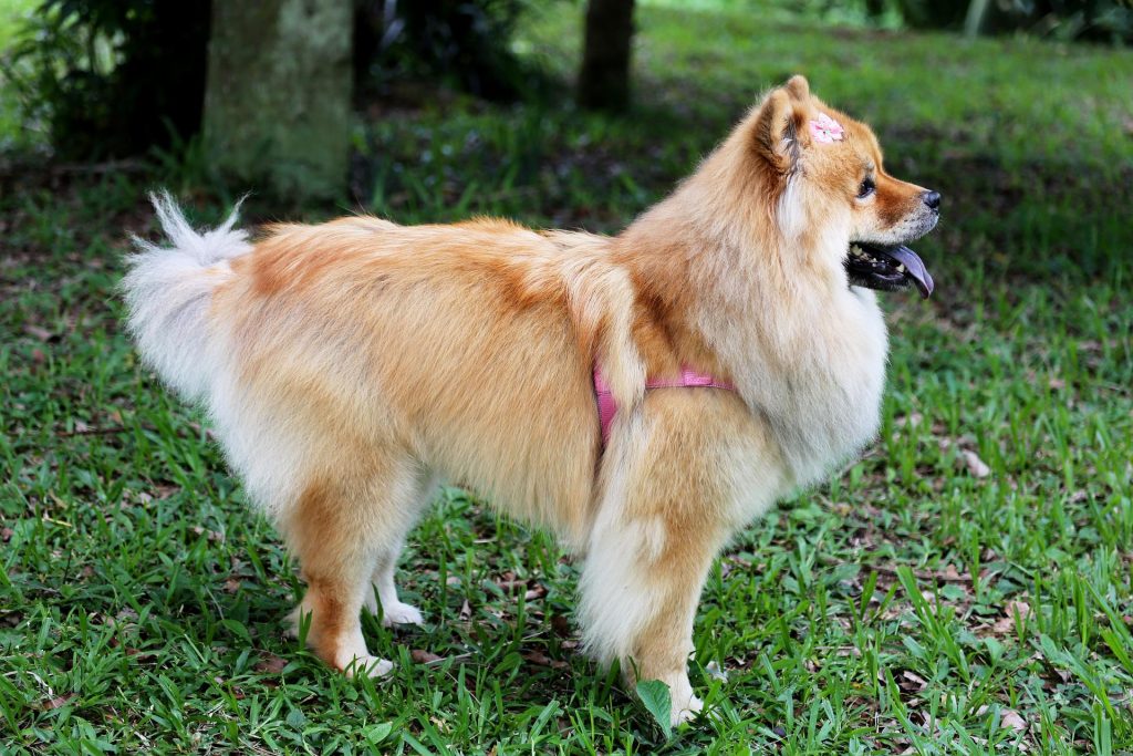 Chow Chow - Medium Sized Dogs