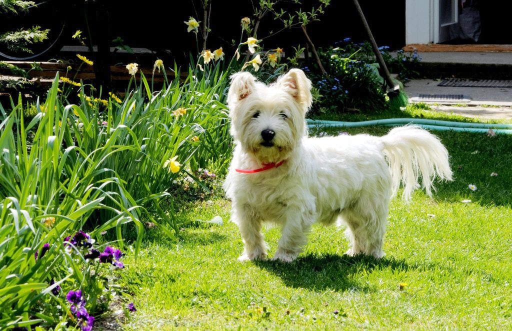 West Highland White Terrier​ - Terrier Group