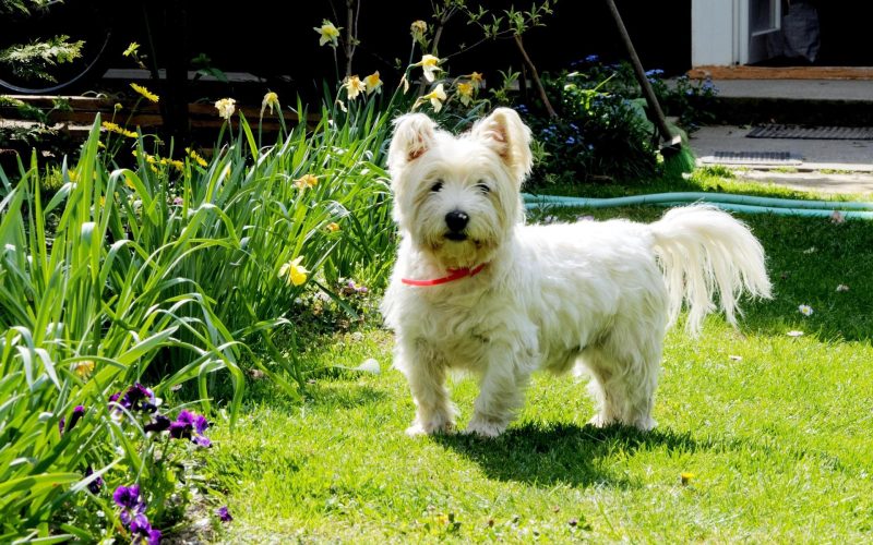 West Highland White Terrier​ - Terrier Group
