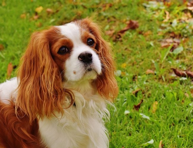 Cavalier King Charles Spaniel​ - Small Dog Breed