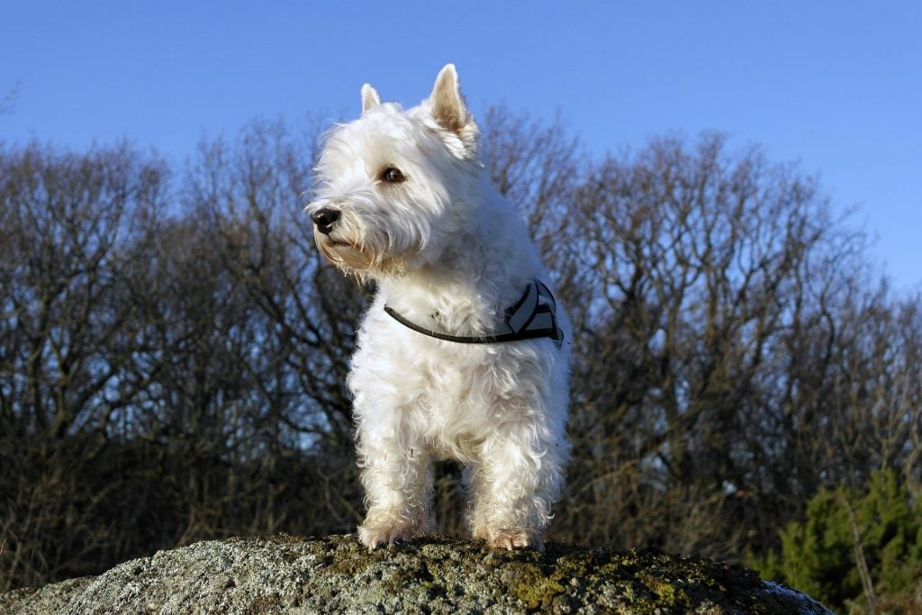 West Highland White Terrier​ - Small Dog Breed
