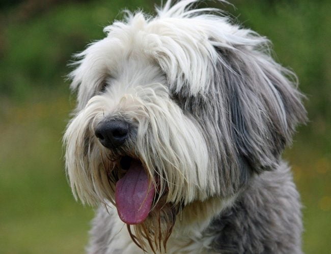 Bearded Collie​ - Medium Sized Dogs