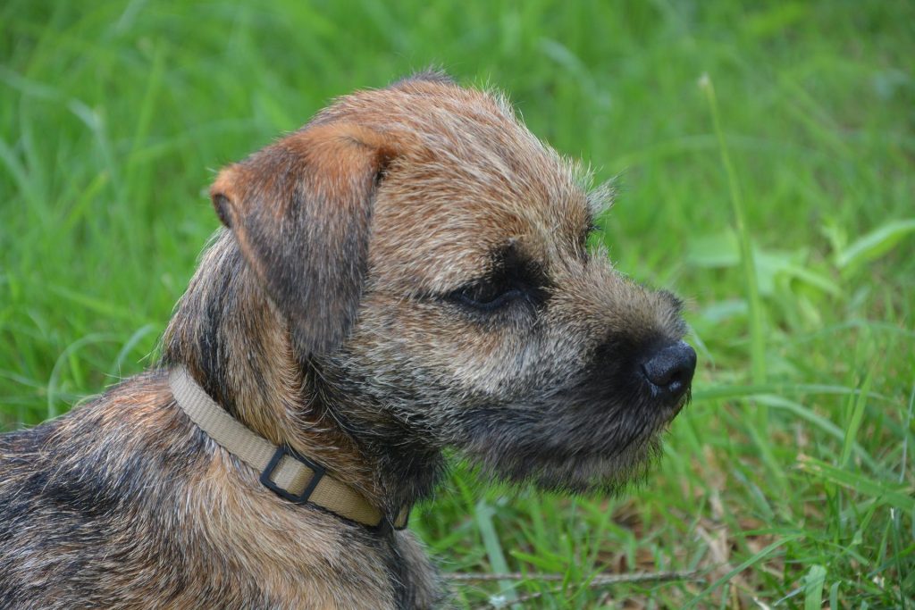Border Terrier - Small Dog Breed