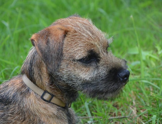 Border Terrier - Small Dog Breed