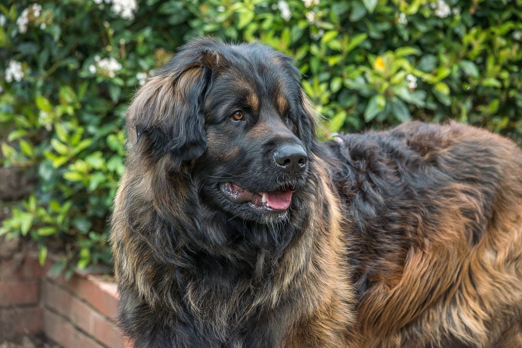 Leonberger​ - Working Group