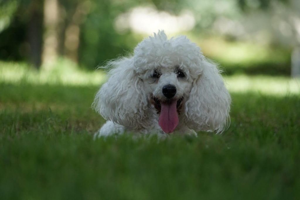 Poodle​ - Small Dog Breed