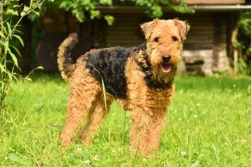 Airedale Terrier​ - Terrier Group