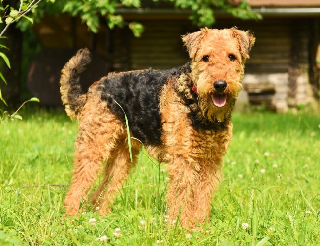 Airedale Terrier​ - Terrier Group