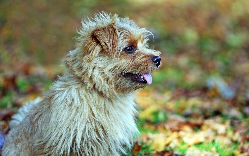 Norfolk Terrier​ - Terrier Group