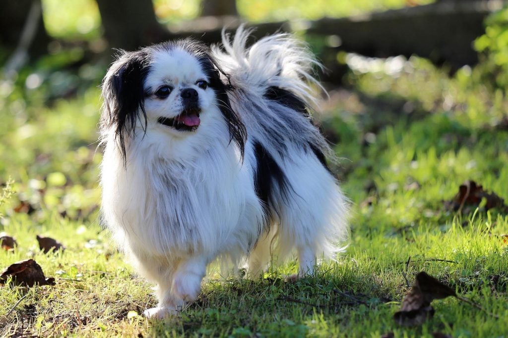 Japanese Chin​ - Small Dog Breed